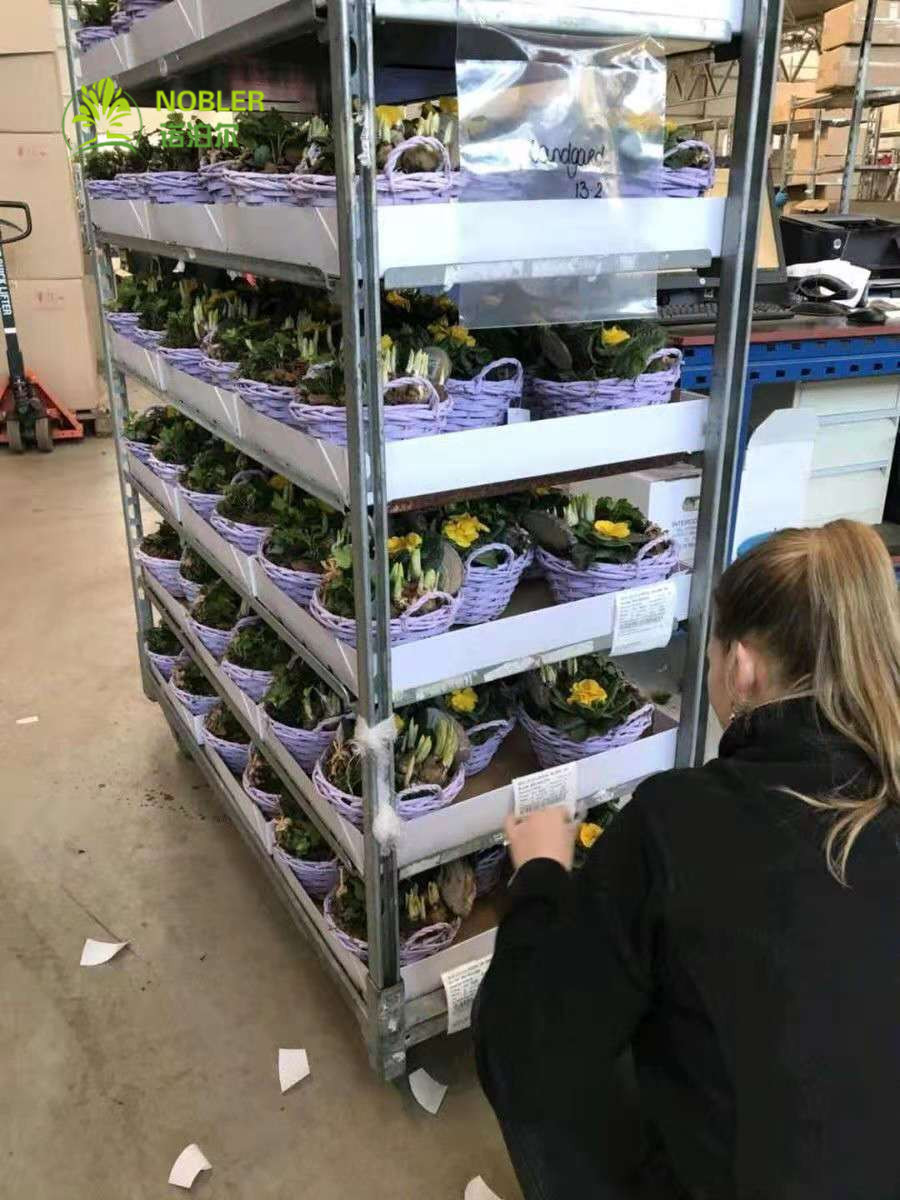 China Danish Trolley Flower hand trolley Plastic Shelf Supermarket Exclusive Use Customized trolleys wholesale