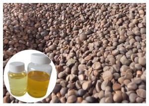 China Skin Moisturizing Natural Plant Extract Oil Camellia Tea Oil Cold Pressed Yellow Color wholesale
