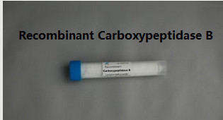 China Recombinant Enzyme Carboxypeptidase B for Mass Spectrometry with 170u / mg pro. wholesale