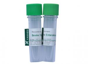 China Recombinant Bovine Enterokinase  a protease can remove unwanted Protein Tags wholesale