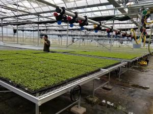 China Rolling Wire Greenhouse Growing Beds wholesale