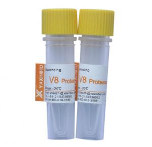 China CAS 66676-43-5 Sequencing Grade Staphylococcus Aureus V8 Protease wholesale