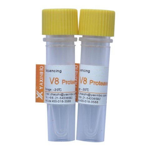 China White Staphylococcus Aureus v8 Protease / Endoproteinase Asp-C wholesale