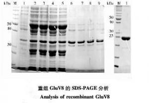 China Glutamic Acid Proteases for Peptide Fingerprinting Analysis, Animal Origin Free wholesale