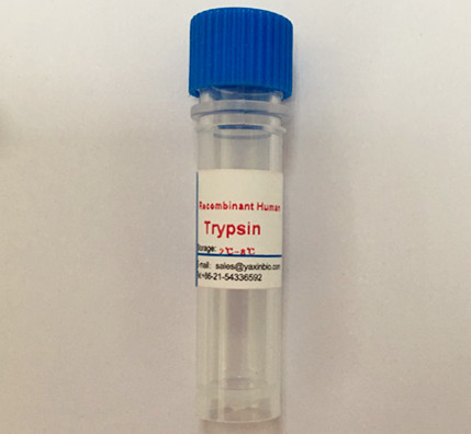 China Human Trypsin, Recombinant Enzyme, For Sale, For Cell Culture  wholesale
