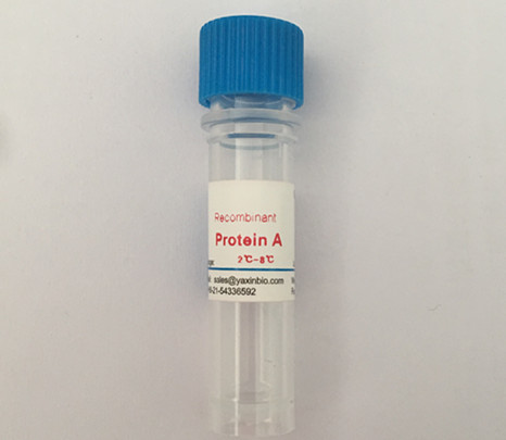 China Protein A for tolerance to Acid and Alkali Preparation of Recombinant Protein A Column wholesale