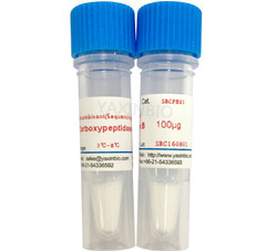 China Recombinant Carboxypeptidase B, Proteomics Grade, Enzyme purity 200U/mg Pro. wholesale