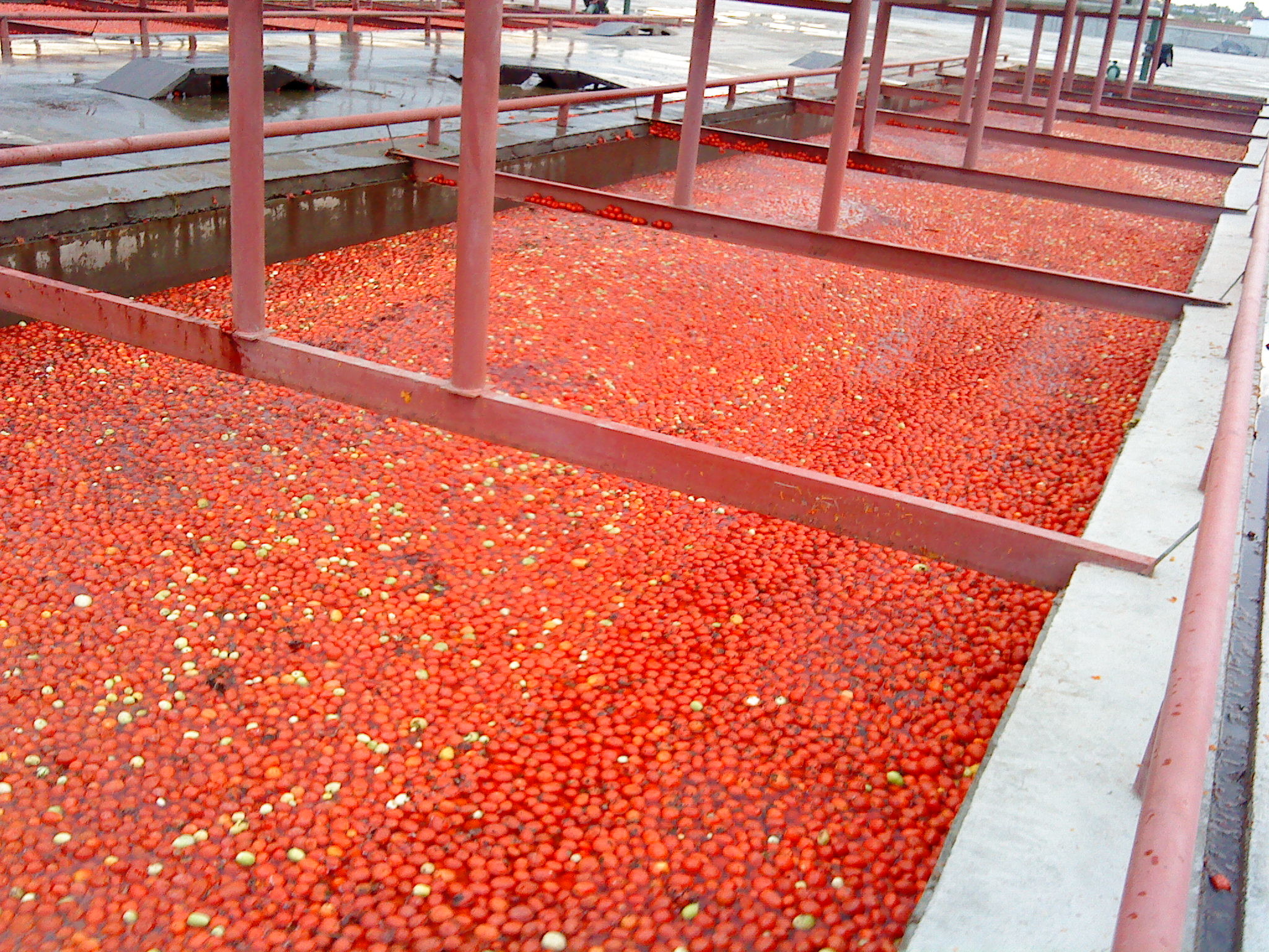 China Food Grade Fresh Tomato Fruit Puree Production Line 6.5t/H High Capacity wholesale