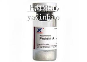 China Clear Liquid, Recombinant Protein A, Membrane Protein of Staphylococcus Aureus, Expressed In E.coli wholesale