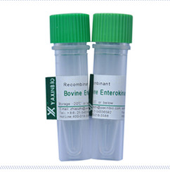 China Recombinant Enterokinase, Expressed in E.coli, Stored under -20°C after delivery wholesale