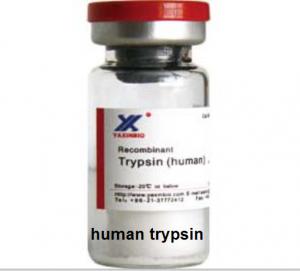China No Virus Contaminant, Human Trypsin, 2500 USP/mg, Cleave Lysine and Arginine wholesale