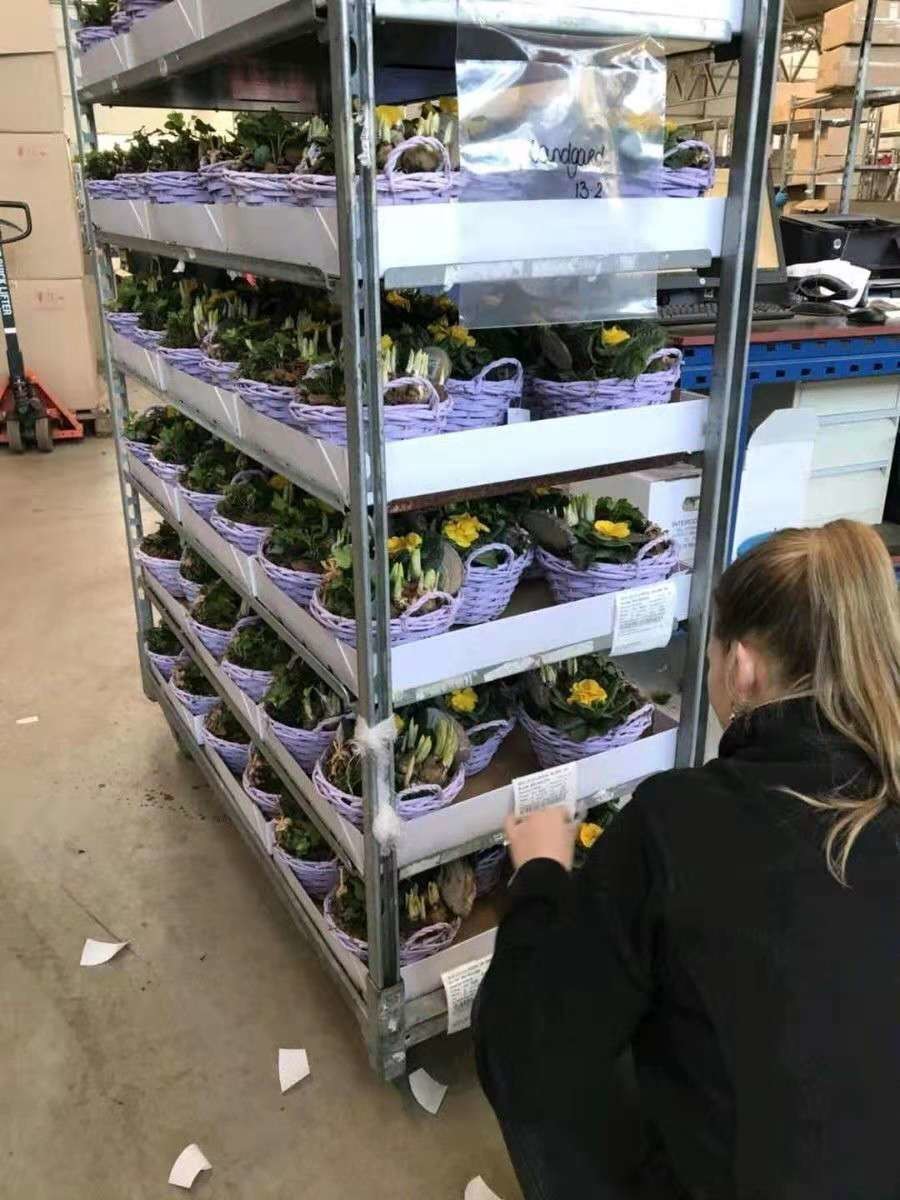 China 100kg/Shelf Coated Galvanized Danish Flower Trolley wholesale