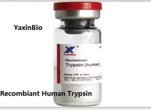 China Manufacturer of Human Trypsin, for Stream Cell Therapy wholesale