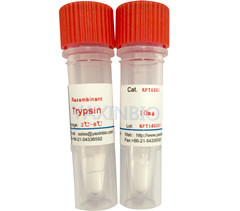China Recombinant Porcine Trypsin, Animal Origin Free, Expressed In E.coli, EC: 3.4.21.4 wholesale
