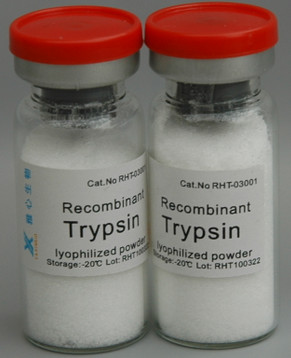 China Cell Dissociation Solution, Recombinant Trypsin, Expressed in E.coli. wholesale