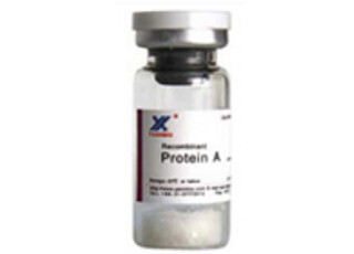 China Recombinant Protein A, Alkaline Stable Protein A, Colloidal Gold And Radioactive Markers wholesale