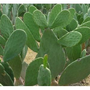 Supply Hoodia Cactus Extract Powder 10:1 of 