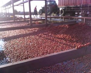 China High Capacity Fresh Tomato Puree Processing Line 6.5 Tons/Hour wholesale