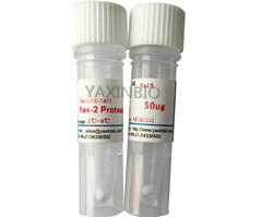 Buy cheap Saccharomyces Cerevisiae Recombinant Kex2 Protease, Specific Activity No less from wholesalers