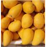 Buy cheap MANGO Low Price FRUIT PROCESSING LINE Fruit And Vegetable Processing Line 2022 from wholesalers