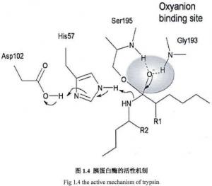China CAS 9002-07-7, Recombinant Trypsin, Amino Acid Sequence Identical To Porcine Pancreas-Deri wholesale