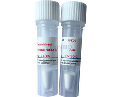 China Recombinant Proteinase K, Endopeptidase K, Serine Protease wholesale