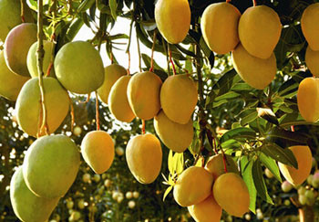 China Continuous Mango Fruit Jam Paste Production Line Automatic wholesale