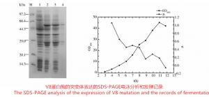 China Staphylococcus Aureus V8 Protease CAS 66676-43-5 With No Miscellaneous Enzymes wholesale