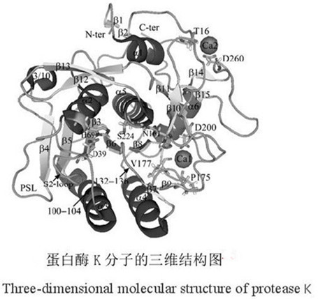China High Purity, Recombinant Proteinase K, Serine Protease， Animal Origin Free wholesale