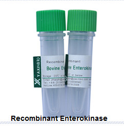 China Recombinant Enterokinase, Expressed in E.coli, Recombinant Enterokinase, Animal Origin Free, Supplier wholesale