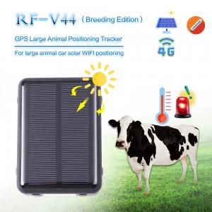 China 4G long battery RF-V44 cow gps tracking device for temperature accuracy and solar power waterproof real-time gps trackin wholesale