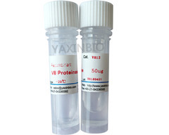 China Recombinant Enzymes Aspartate Protease for Asp-C / Glu-c， Sequencing Grade V8 protease wholesale