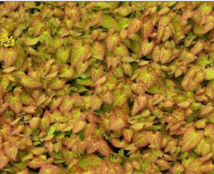 EPIMEDIUM LEAF EXTRACT