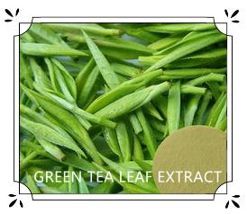 China GREEN TEA LEAF EXTRACT wholesale
