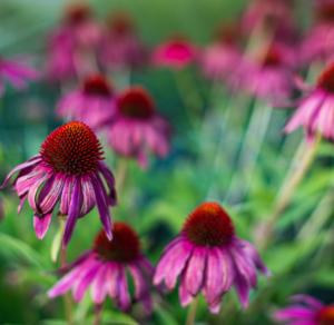 China ECHINACEA PURPUREA HERB EXTRACT wholesale