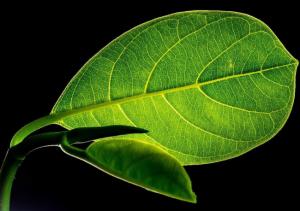 China TEA THEABROWNINS wholesale