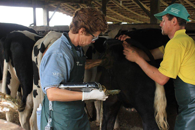 Good Image Portable Veterinary Ultrasound Scanner For Horse Cow Dog Cat Bird