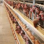 0 - 20kw A Frame Layer Cages , 3 / 4 / 5 Tiers Poultry House Equipment