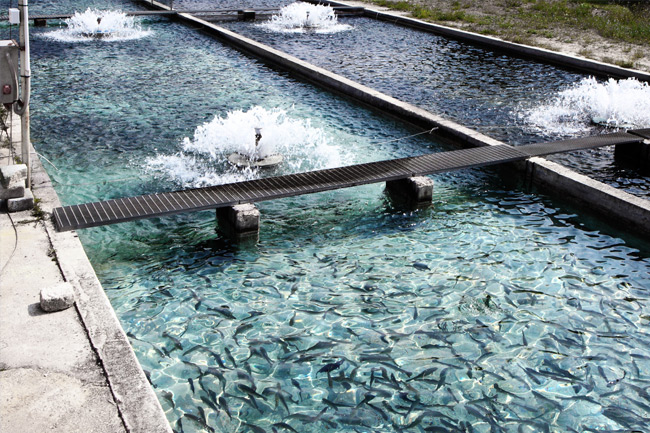 Aquaculture