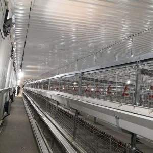 China Large Span Broiler Chicken Cage System 230M*56M for Country Of Origin wholesale