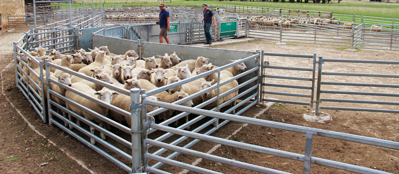 Power Coated Cattle Panel Pipe Fence 1.8m High Low Carbon Steel