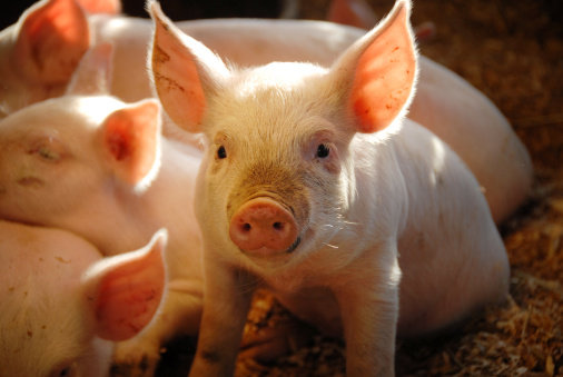 Enhance Animal Nutrition with Lysine Hydrochloride 98% Feed Grade Amino Acid Powder