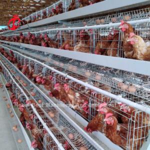 China Automatic 120 Birds Poultry Farm Layer Cage Silver Adela wholesale