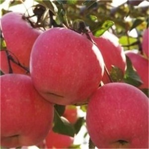 Prevent Vitamin Loss Apple Extract Apple Polyphenols Powder