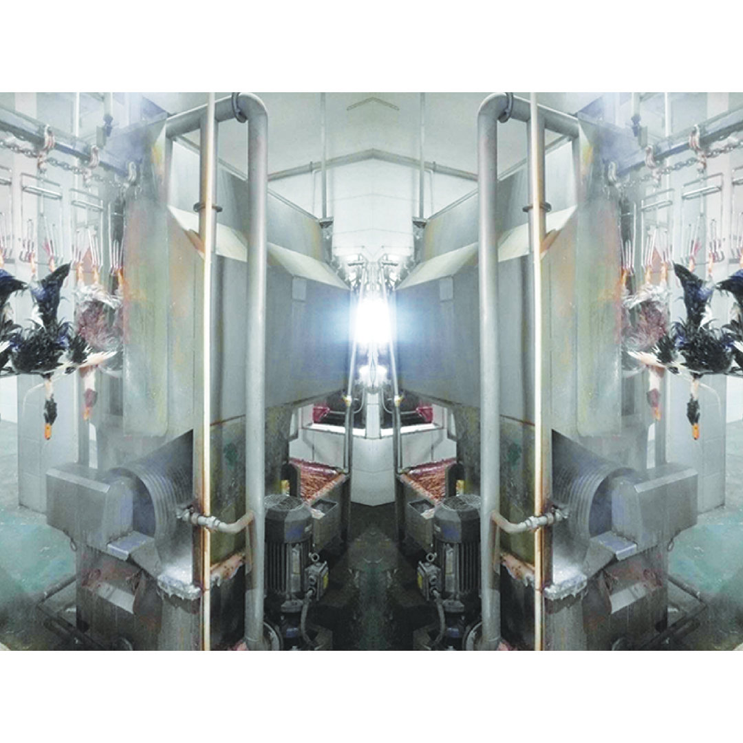 stainless steel Goose Slaughter Machine 200BPH - 12000BPH Poultry Processing Solutions
