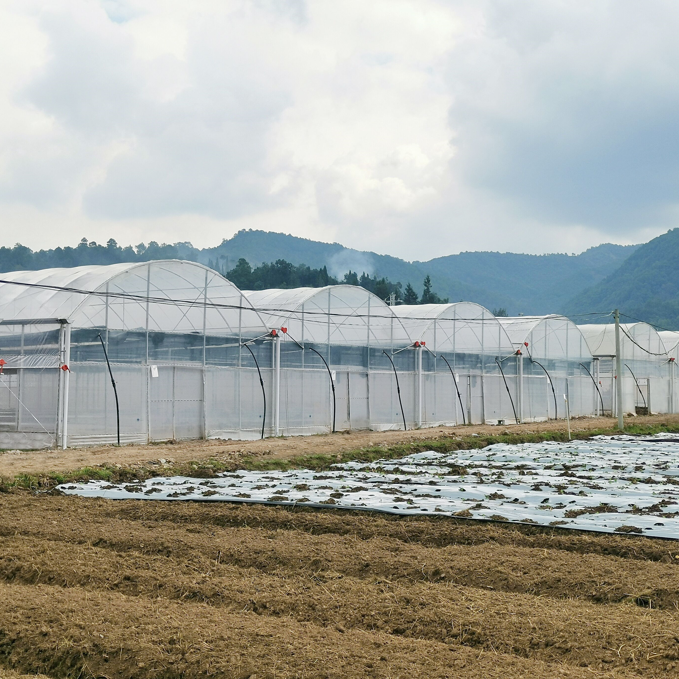 Turnkey Projects Installed Commercial Hydroponic Plastic Film Green House Multi-span Agricultural Greenhouses