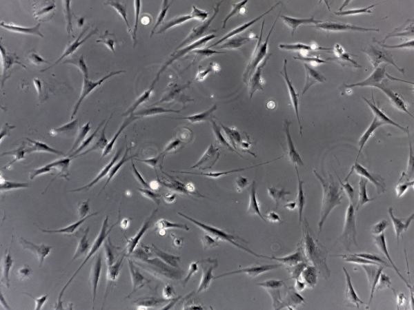 Sterile Polystyrene 25cm2 Flask TCT Flask Sealed Cell Culture