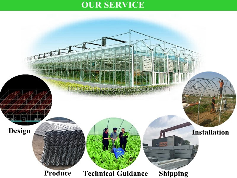Industrial Greenhouse Hydroponic Vegetable Growing System with 11 liters Volume