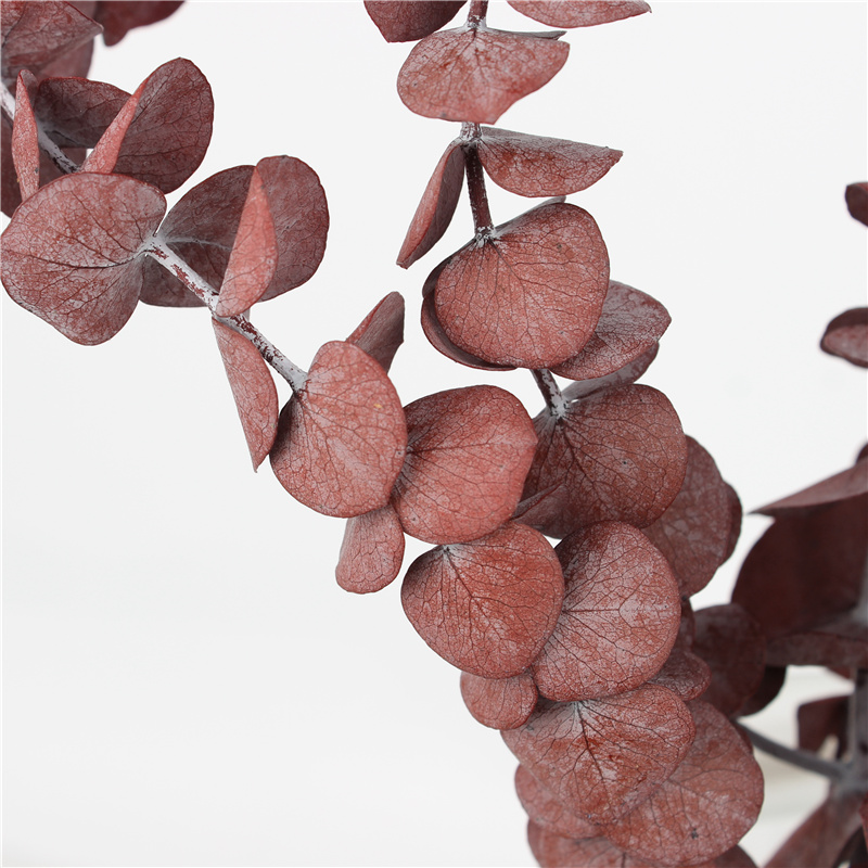 Soft Real Dried Eucalyptus Leaves Can Last 3-5 Years For Decoration