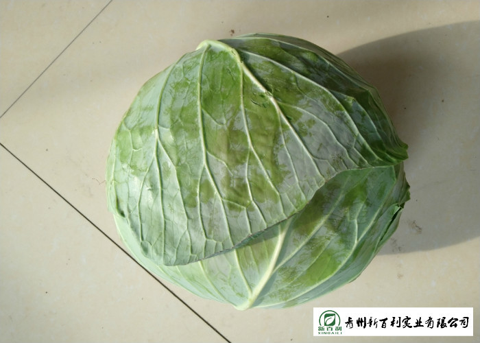 Oval Shape Green Pointed Head Cabbage Lower Blood Pressure 1 - 3 KG / PER